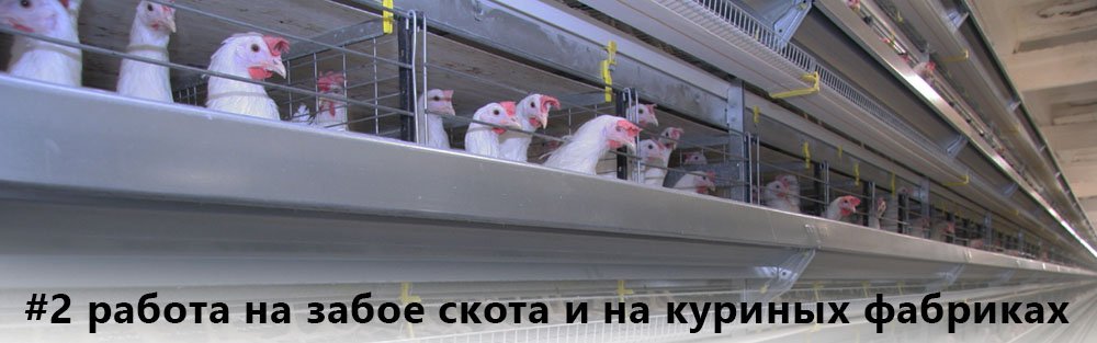 работа в Польше на забое скота и на куриных фабриках